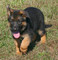 Gratis cachorro de pastor alemán lista - Foto 1