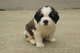 Gratis cachorro de San Bernardo para adopcion - Foto 1