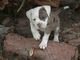Gratis cachorro de sangre azul de alapaha disponibles