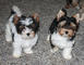 Gratis cachorro de terrier de Biewer para adopcion - Foto 1