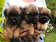 Gratis cachorro de terrier de frontera lista
