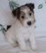 Gratis cachorro fox terrier lista