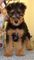 Gratis cachorro terrier airedale disponibles