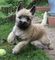 Gratis cachorro terrier mojón disponibles
