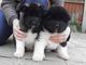Gratis cachorros akita lista para adopcion