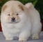 Gratis chow chow cachorros su adopcion