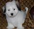 Gratis coton de tulear cachorro disponibles