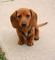 Gratis Dachshund miniatura cachorros lista - Foto 1