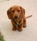 Gratis dachshund miniatura cachorros lista