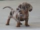 Gratis dachshund miniatura cachorros lista