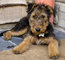 Gratis El perrito del terrier del airedale disponibles - Foto 1