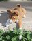 Gratis espléndida cachorro Basenji disponibles - Foto 1