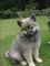 Gratis eurasier cachorro disponible ahora