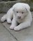 Gratis extraordinario Akita cachorro disponible - Foto 1
