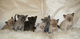 Gratis gatitos birmanos disponibles - Foto 1