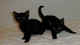 Gratis gatitos bombay listo su adopcion - Foto 1
