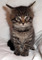 Gratis gatitos Coon de Maine que disponibles - Foto 1