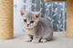 Gratis gatitos de pelo largo británico disponibles su adopcion
