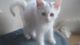 Gratis gatitos enrollamiento árticas su adopcion - Foto 1
