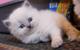 Gratis gatitos Himalaya listo para adopcion - Foto 1