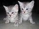 Gratis gatitos Mau egipcio lista su adopcion - Foto 1
