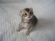 Gratis gatitos rizo americano disponibles su adopcion - Foto 1