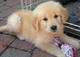 Gratis Golden Retriever disponibles - Foto 1