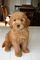 Gratis goldendoodle cachorro lista