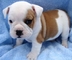 Gratis Gorgeous Bulldog Inglés cachorros disponibles - Foto 1