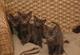 Gratis Habana marrones gatitos disponibles para adopcion - Foto 1