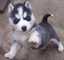 Gratis husky siberiano cachorros disponibles