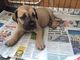 Gratis impresionantes boerboel cachorros listo