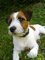 Gratis jack russell cachorros listo para adopcion