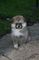 Gratis japonés akita inu cachorro lista su adopcion