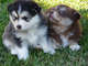 Gratis lapphund cachorros disponibles