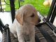 Gratis listo ahora miniatura f1 labradoodles
