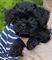 Gratis maravillosa affenpinscher cachorro lista - Foto 1