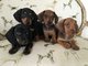 Gratis mini dachshund liso cachorros disponibles