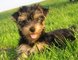 Gratis perrito de yorkshire terrier lista