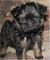 Gratis perrito del Affenpinscher disponibles - Foto 1