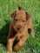 Gratis perrito del terrier irlandés cachorros su adopcion