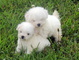 Gratis perritos de Bichon Frise disponibles - Foto 1
