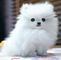 Gratis pomerania cachorros disponibles