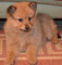 Gratis pomerania finlandés cachorros disponibles