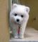 Gratis pomerania japonés cachorro su adopcion
