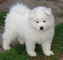 Gratis samoyed cachorros lista para adopcion