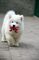 Gratis samoyedo cachorro para adopcion