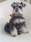 Gratis schnauzer perritos lista para adopcion - Foto 1