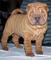 Gratis shar pei cachorros disponibles