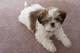 Gratis shih tzu perritos disponibles